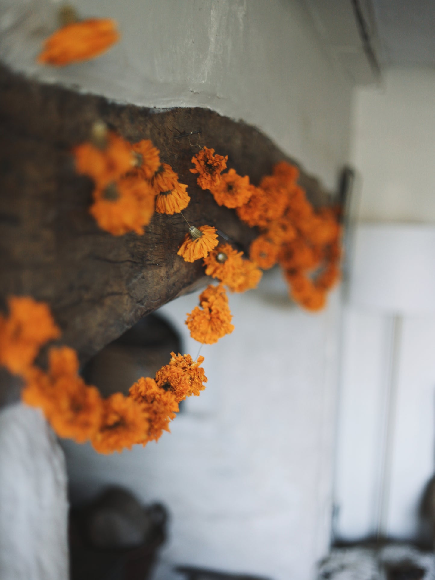 Garlands of eternal sunshine