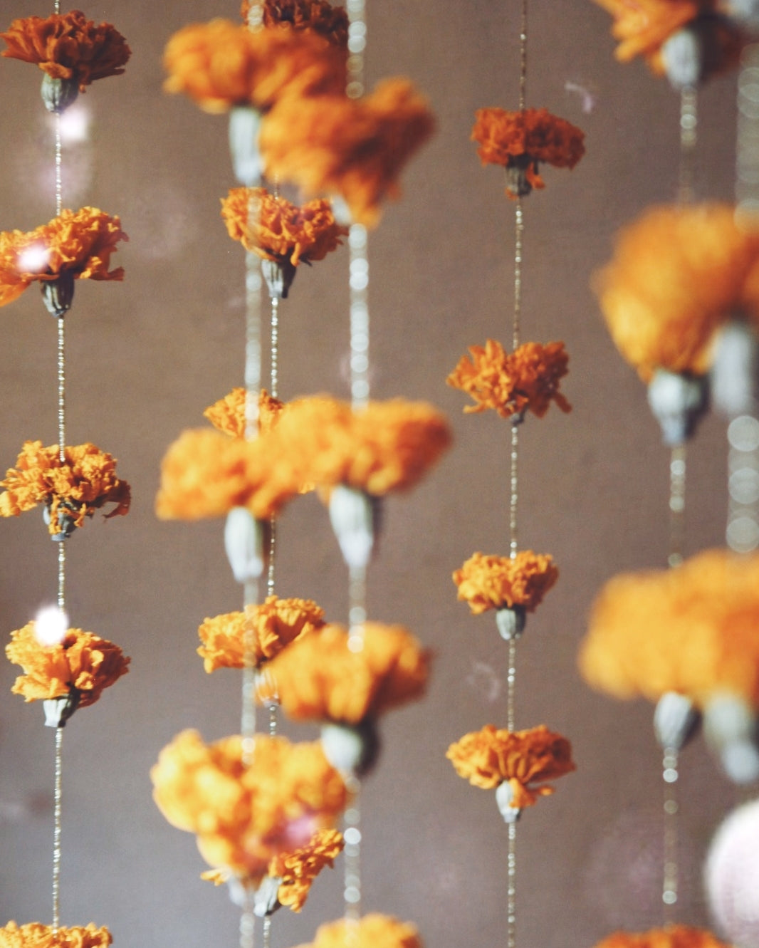 Garlands of eternal sunshine