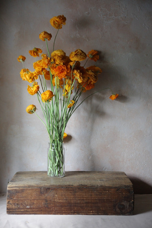 Dried yellow ranunculus