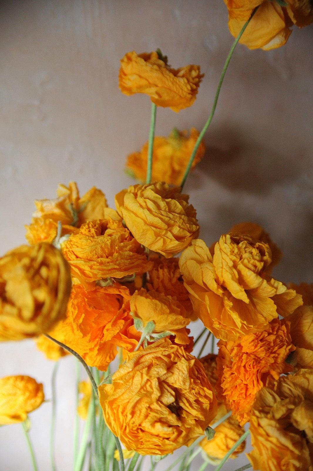 Dried yellow ranunculus