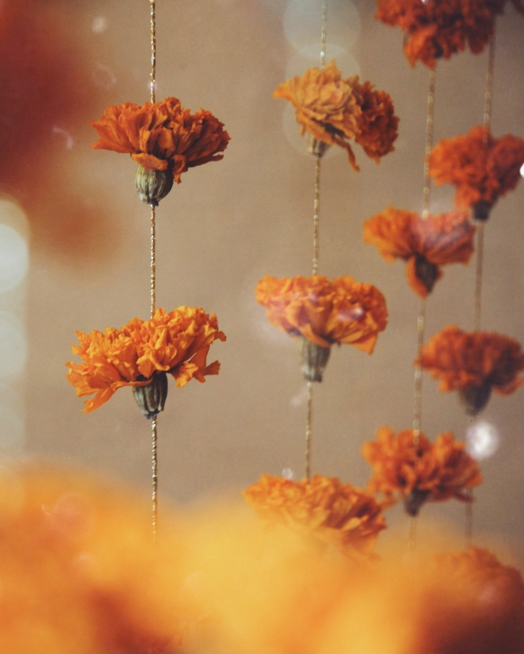 Garlands of eternal sunshine