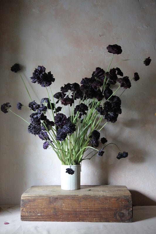 Dried damson ranunculus