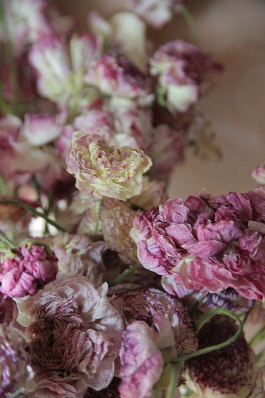 Dried pastel ranunculus