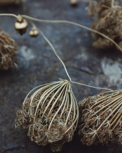 Wild carrot tinsel