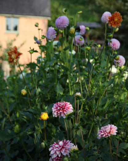 Floral Design Workshops