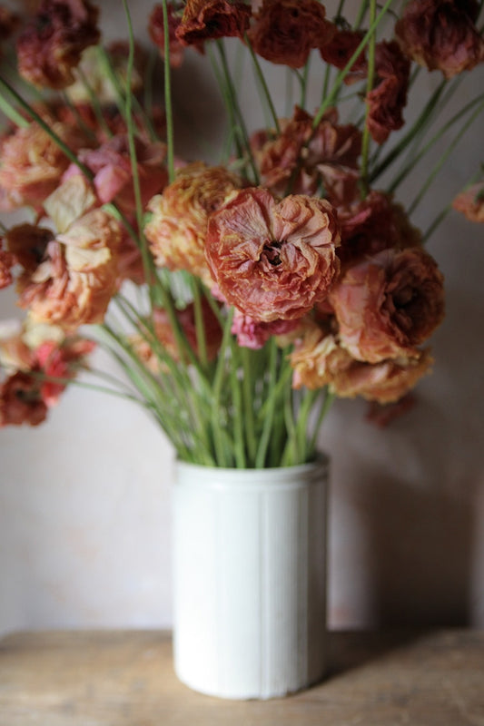Dried blush ranunculus
