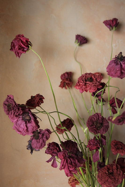Dried Merlot ranunculus